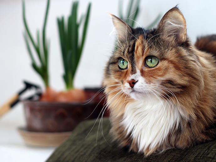Causes and Treatments for UTI in Cats