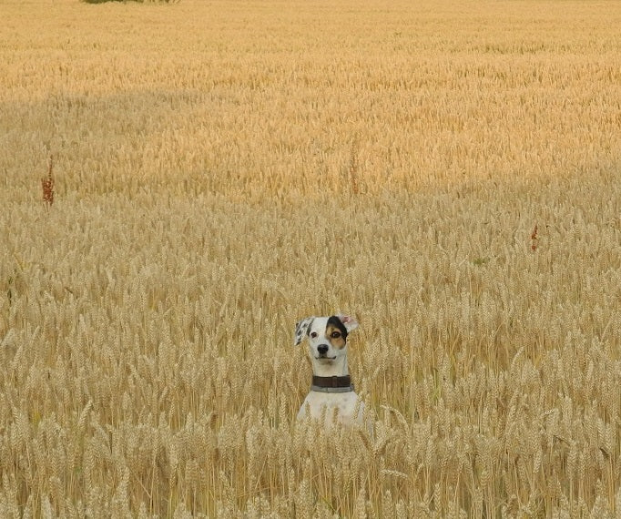 Is Grain bad for dogs? The revolution of pet-food