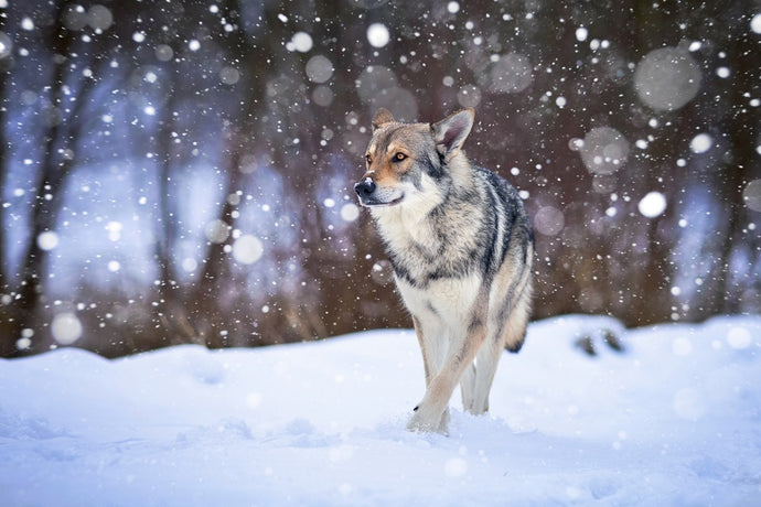 Key Points of a Sled Dog Diet