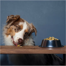 Load image into Gallery viewer, Forza10 Nutraceutic Active Echo Support Diet Dry Dog Food