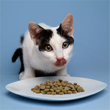 Load image into Gallery viewer, Forza10 Nutraceutic Active Intestinal Diet Dry Cat Food