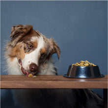 Load image into Gallery viewer, FORZA10 Nutraceutic Active Urinary Dry Dog Food