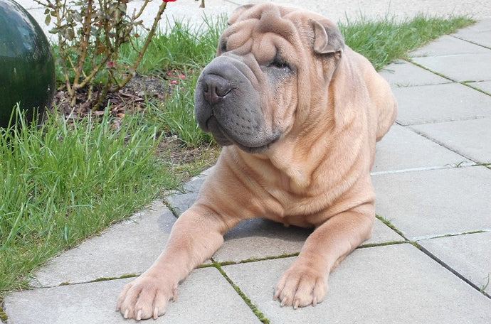 Dermatitis in dogs: Shar Peis suffering itching and dermatitis