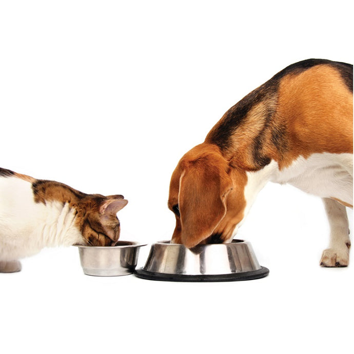 All you need to know regarding Fido’s diet