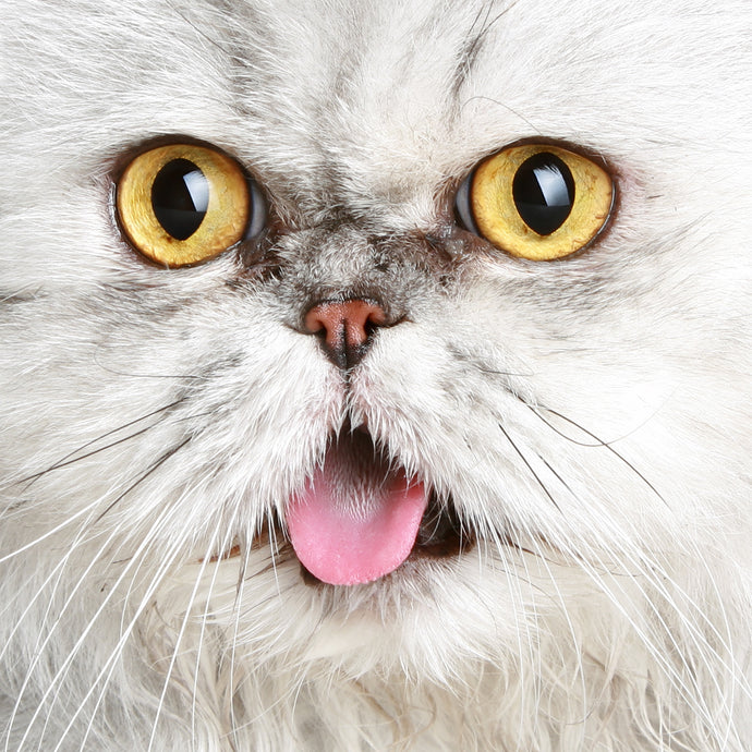 #catPills – History and celebrated purr-sonalities