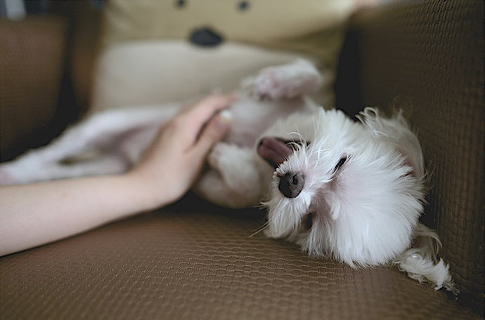 Dog and cat Intestine