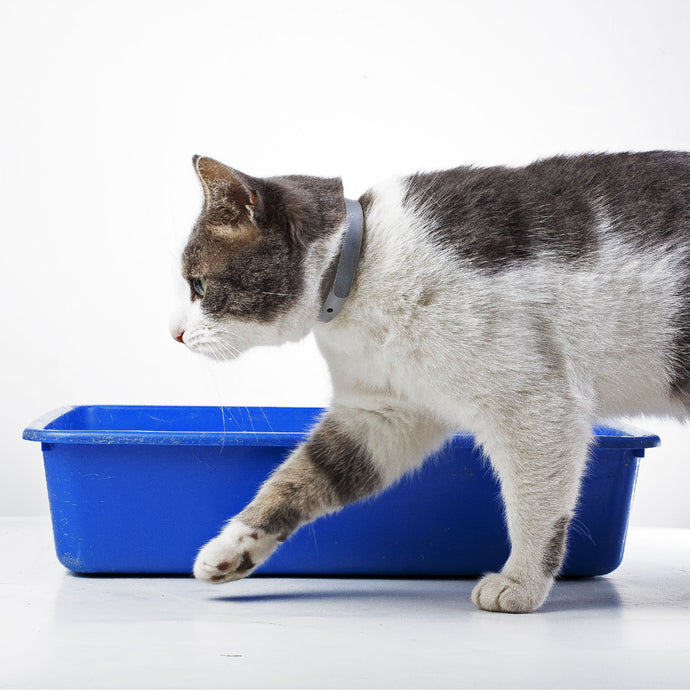 Management of struvite stones in cats fed with URINARY ACTIVE