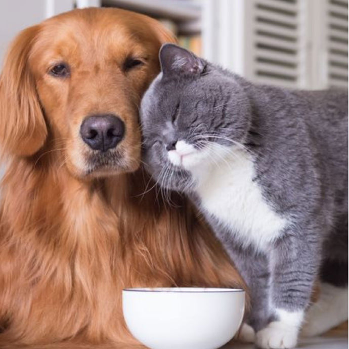 Functional foods in animal nutrition: focus on dogs and cats