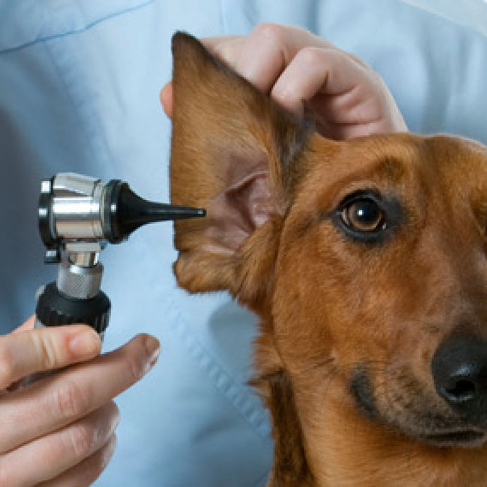 Clinical efficacy of the ECHO ACTIVE diet in dogs suffering from bilateral chronic otitis