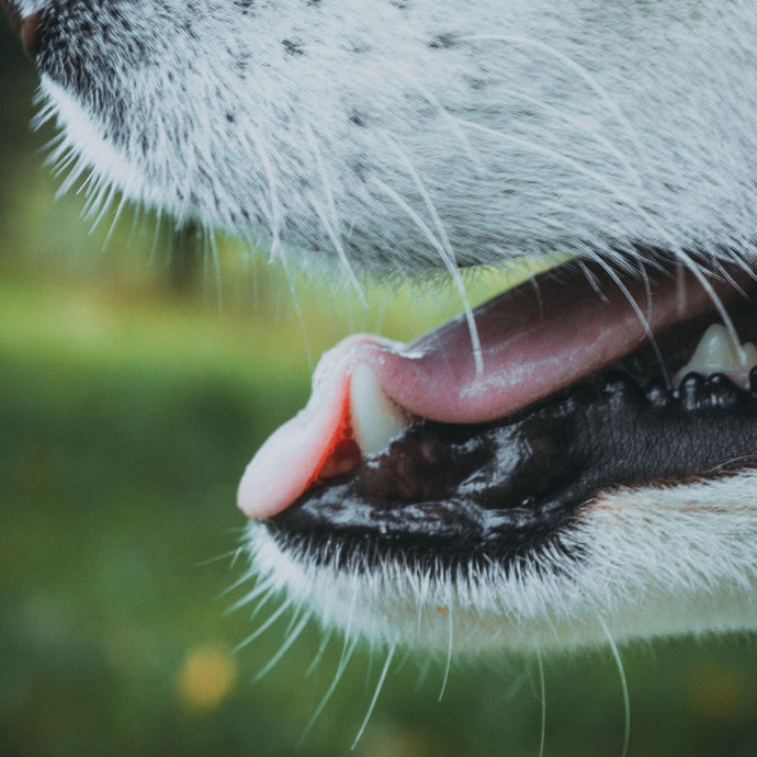 Clinical efficacy of the ORAL ACTIVE diet in dogs suffering from chronic halitosis
