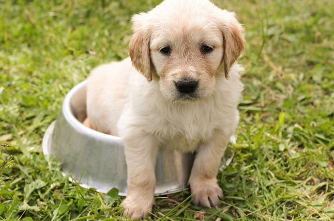Best dog food for puppies born from large dogs