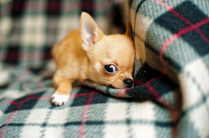 The Best Food for Chihuahua Puppy