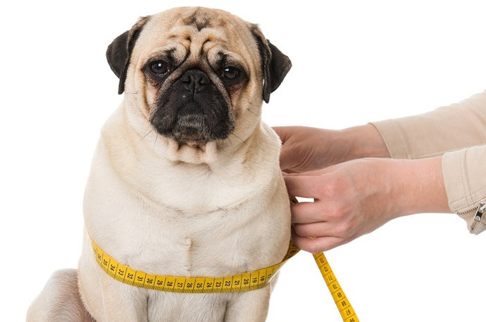 The best nutrition for an overweight dog