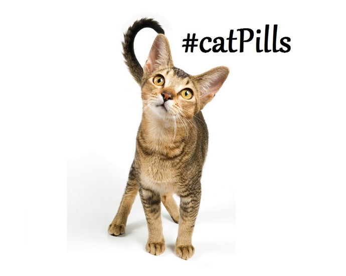 CAT SENSE: what a enigma! #catpills