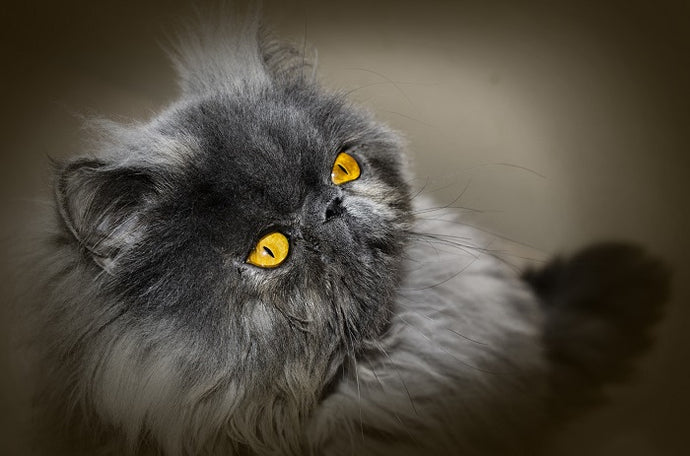Conjunctivitis in cats - the Persian breed: causes and remedies