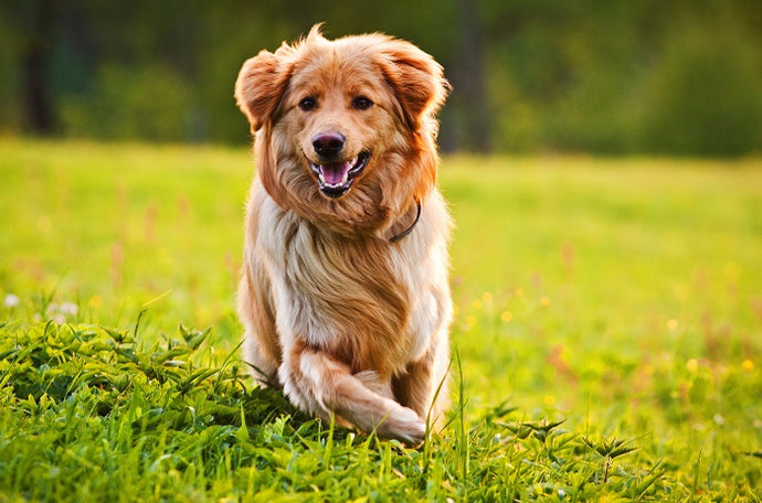 Dog dermatitis: how to treat it