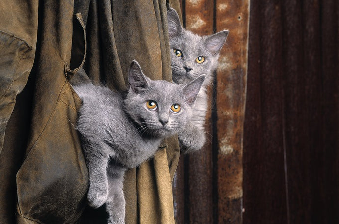 Toxoplasmosis: cats and pregnancy