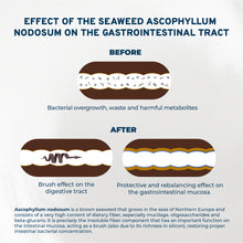 Load image into Gallery viewer, Forza10 Nutraceutic Active Colon Diet Phase 1 Dry Dog
