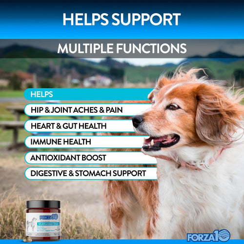 Forza10 Multifunction Supplement Soft Chews – Forza10 America